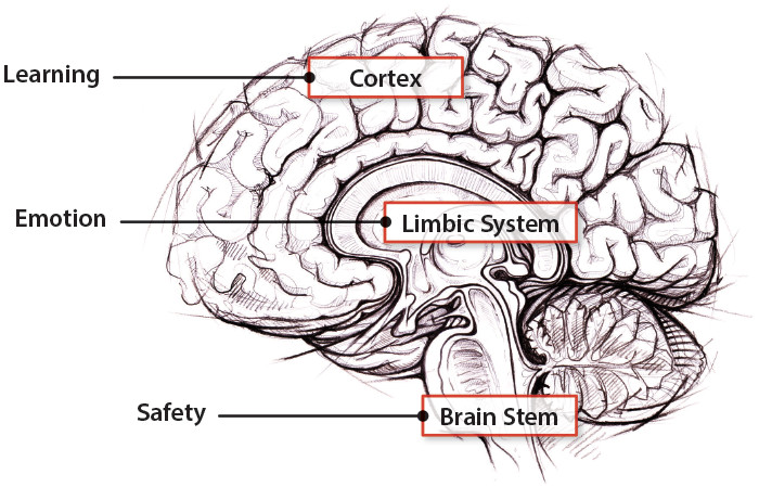大脑的三个主要区域