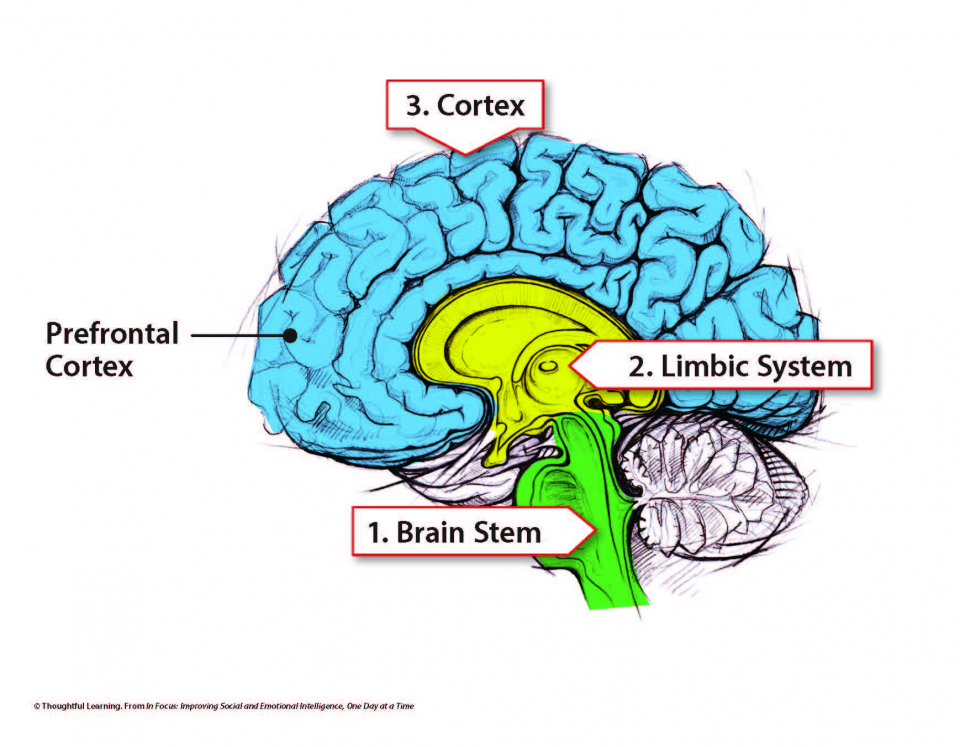 脑图与茎干阴影绿色，肢体系统着色了黄色，并皮质阴影蓝色
