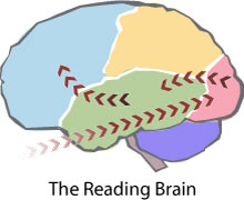 阅读大脑的地图