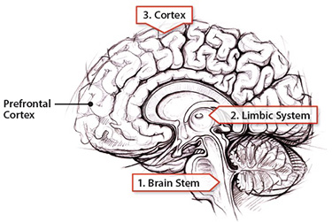 显示脑干，肢体系统和皮质的脑的图象