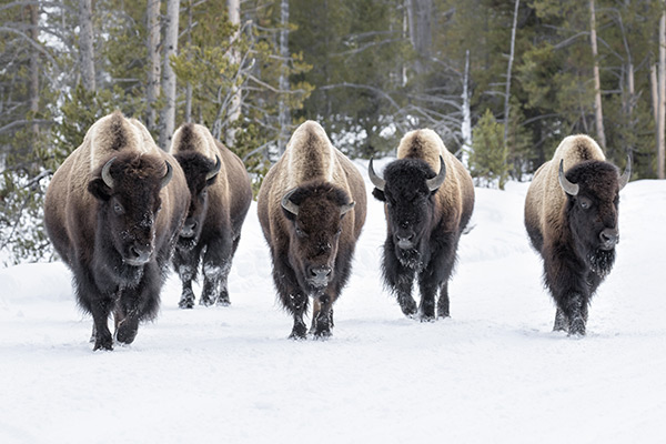 北美野牛在雪地上行走