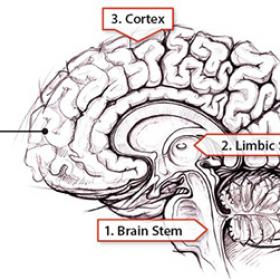 显示脑干、边缘系统和大脑皮层的大脑图像